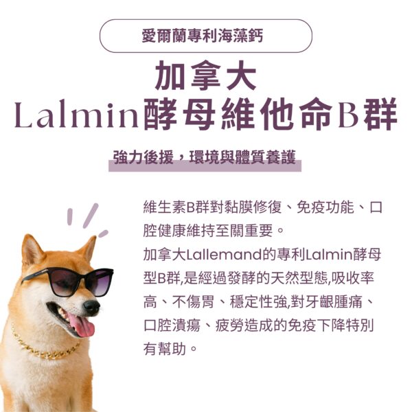 寵物口腔益生菌推薦，嚴選加拿大 Lalmin 酵母維他命 B 群，有效幫助黏膜修復。針對寵物牙齦紅腫保健補充，提供天然發酵型態維生素，是改善狗狗貓咪口臭方法中維持口腔健康的重要後援。結合專利 K12 貓狗口腔益生菌、日本柿子萃取寵物除臭粉，全方位犬貓口腔健康後生元配方。