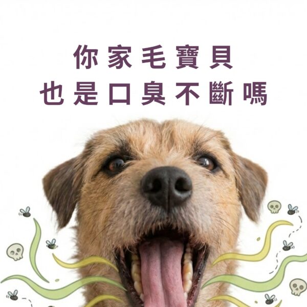 改善狗狗貓咪口臭方法》你家毛寶貝也是口臭不斷嗎? 改善狗狗貓咪口臭方法,針對寵物口臭不斷的問題。含專利 K12 貓狗口腔益生菌與日本柿子萃取寵物除臭粉,有效緩解寵物牙齦紅腫保健補充。寵物口腔益生菌推薦首選,內含犬貓口腔健康後生元配方,根除口腔異味。