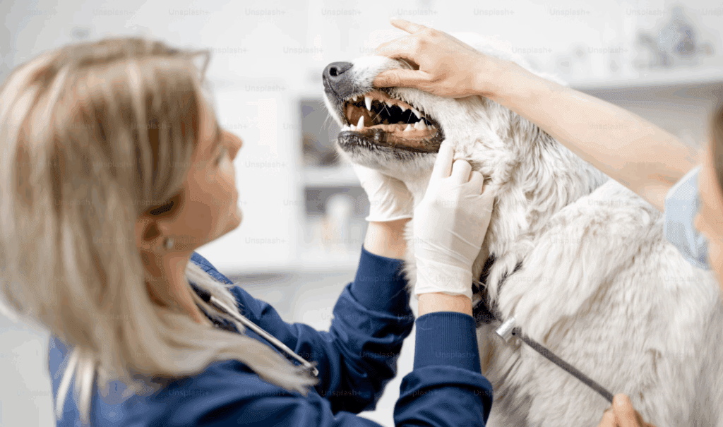 寵物口腔益生菌