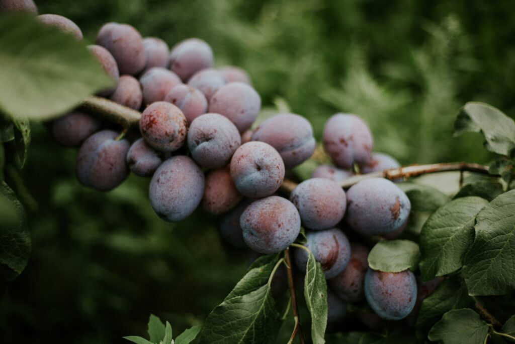 狗狗不能吃的10大禁忌食物