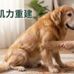 【2026 指南】老狗走路變慢、起立吃力？深度解析「UC-II 關節修復」與「黑酵母肌力重建」的黃金比例