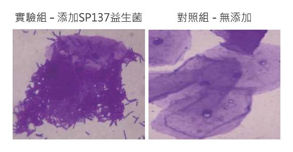 SP137 腸道吸附力與菌株定殖力科學實證圖