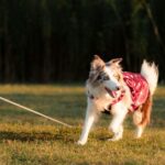 一隻穿著帶有金色心形圖案紅色斗篷的長毛邊境牧羊犬，在夕陽下的草地上興奮地奔跑，一條長牽繩在牠身後延伸。
