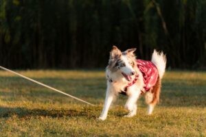 一隻穿著帶有金色心形圖案紅色斗篷的長毛邊境牧羊犬,在夕陽下的草地上興奮地奔跑,一條長牽繩在牠身後延伸。