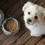 一隻白色馬爾濟斯犬坐在木地板上，抬頭看著鏡頭，身旁放著裝滿飼料的狗碗，象徵寵物營養吸收與日常飲食的關聯性。