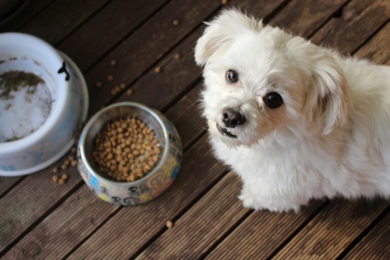 一隻白色馬爾濟斯犬坐在木地板上,抬頭看著鏡頭,身旁放著裝滿飼料的狗碗,象徵寵物營養吸收與日常飲食的關聯性。