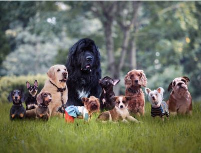 2026台灣熱門犬種健康統計排行