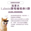 寵物口腔益生菌推薦，嚴選加拿大 Lalmin 酵母維他命 B 群，有效幫助黏膜修復。針對寵物牙齦紅腫保健補充，提供天然發酵型態維生素，是改善狗狗貓咪口臭方法中維持口腔健康的重要後援。結合專利 K12 貓狗口腔益生菌、日本柿子萃取寵物除臭粉，全方位犬貓口腔健康後生元配方。