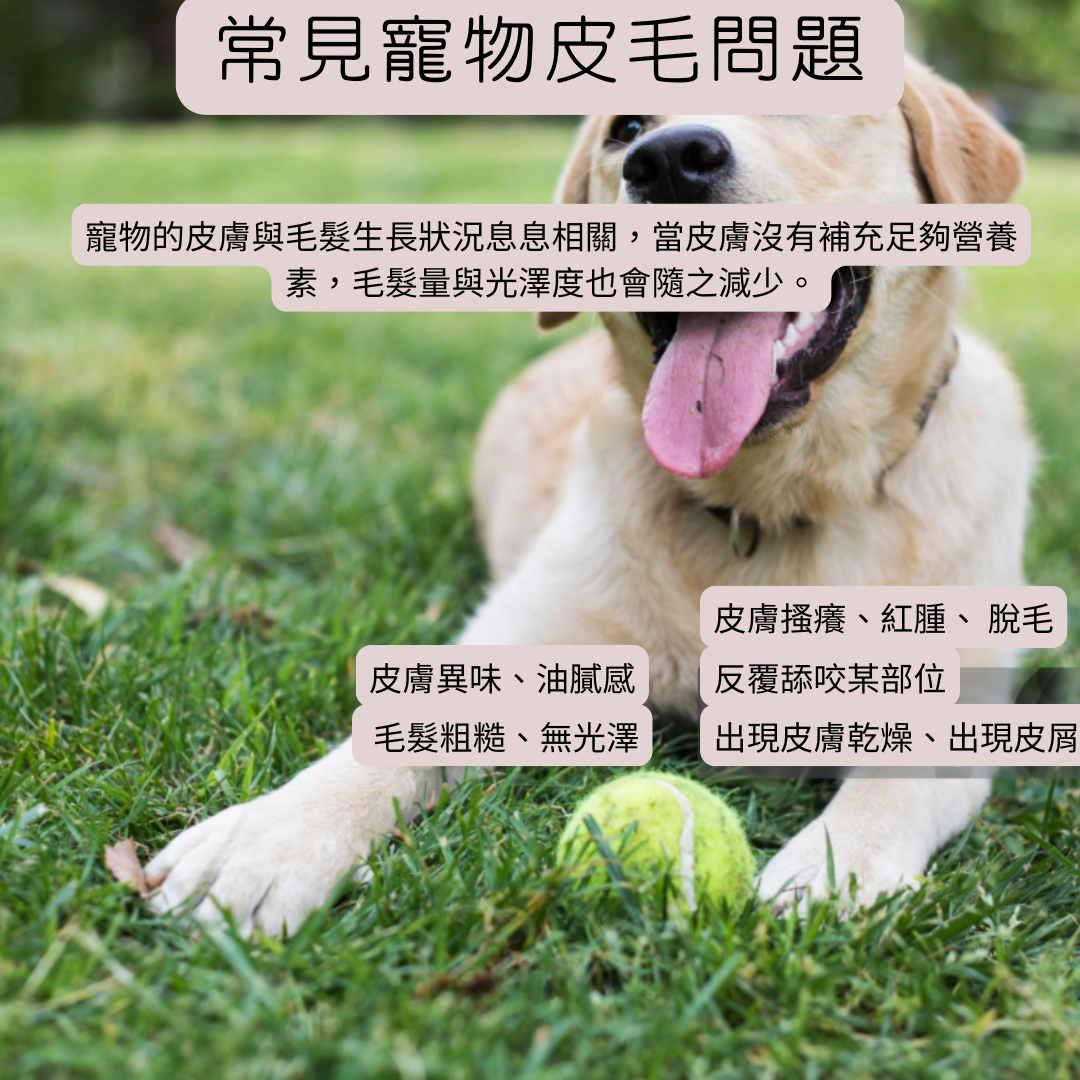 寵物皮毛保健