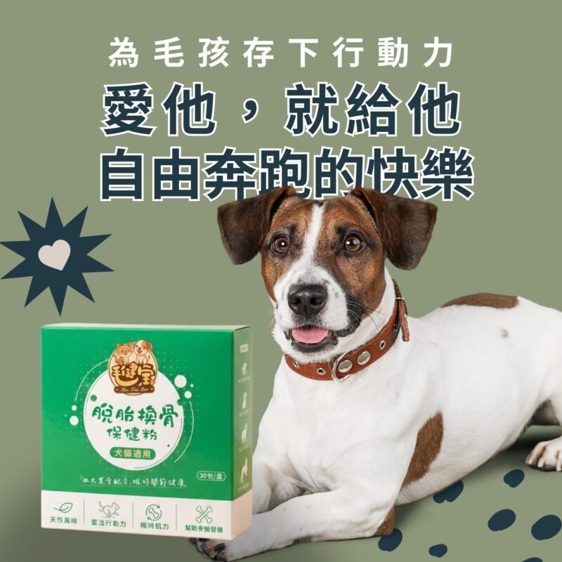 讓毛孩享有自由奔跑的快樂：日常守護老犬老貓關節與行動力