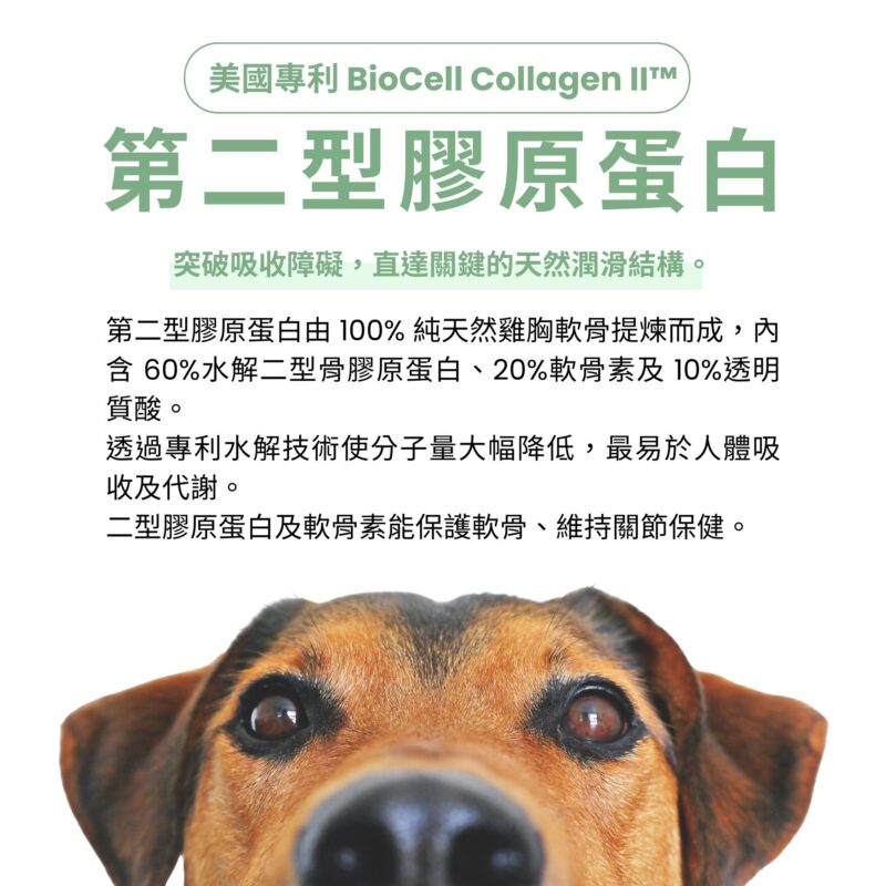 美國專利UC-II，含二型膠原蛋白與軟骨素，日常輔助支持毛孩行動力