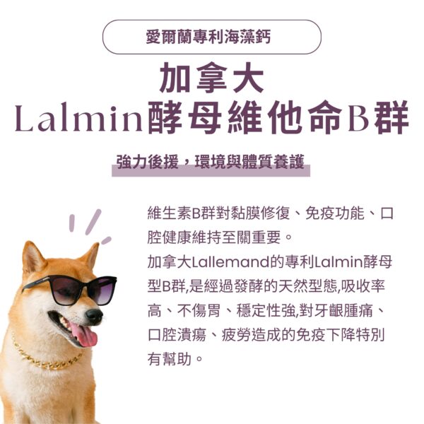 寵物口腔益生菌推薦》加拿大 Lalmin 酵母 B 群,修復黏膜、舒緩牙齦腫痛 寵物口腔益生菌推薦,嚴選加拿大 Lalmin 酵母維他命 B 群,有效幫助黏膜修復。針對寵物牙齦紅腫保健補充,提供天然發酵型態維生素,是改善狗狗貓咪口臭方法中維持口腔健康的重要後援。結合專利 K12 貓狗口腔益生菌、日本柿子萃取寵物除臭粉,全方位犬貓口腔健康後生元配方。