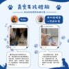 腸腸久久益生菌真實毛孩體驗 真實毛孩體驗,喜樂蒂Kuku與橘貓莊嘎逗日常補充腸腸久久益生菌的腸胃保健分享