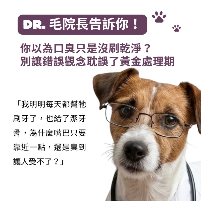 K12益生菌搭配日本柿子萃取,針對狗狗口臭問題的作用示意圖