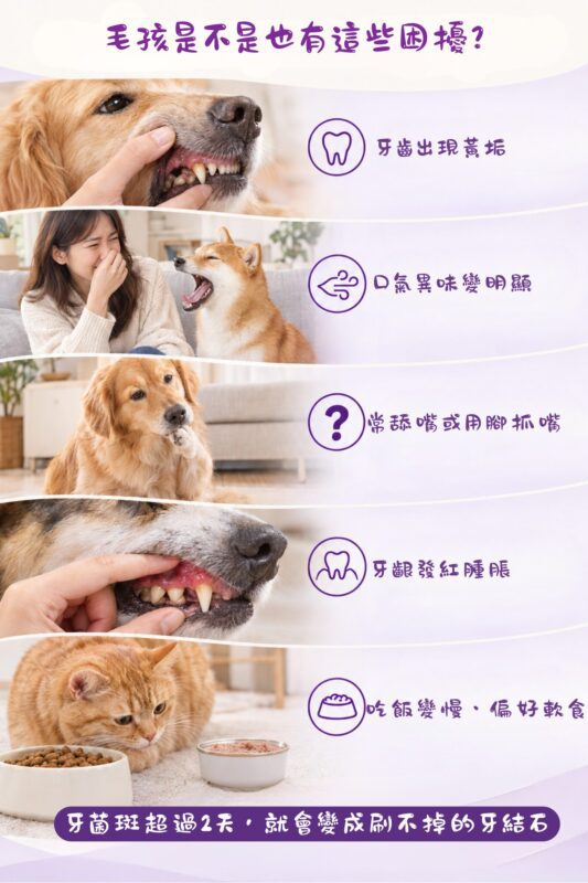 犬貓常見口腔困擾，牙齒黃垢、口氣異味、常舔嘴抓嘴、牙齦泛紅、吃飯變慢偏好軟食