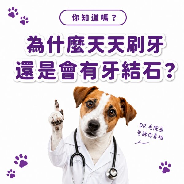 為什麼天天刷牙還是會有牙結石？DR毛院長告訴你真相