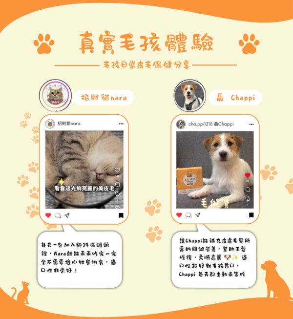毛光煥發保健粉真實毛孩體驗 真實毛孩體驗,招財貓Nara與傑克羅素Chappi日常補充毛光煥發保健粉的皮毛保健分享