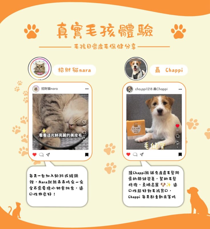 真實毛孩體驗,招財貓Nara與傑克羅素Chappi日常補充毛光煥發保健粉的皮毛保健分享