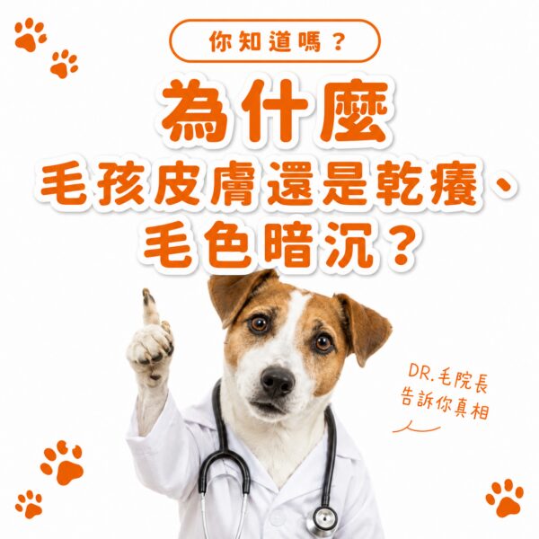 為什麼毛孩皮膚還是乾癢毛色暗沉?DR毛院長告訴你真相-毛光煥發保健粉