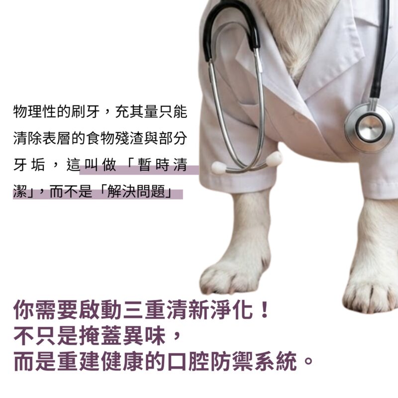 犬貓口腔防禦系統示意圖,展示日本柿子萃取與口腔後生元的協同作用