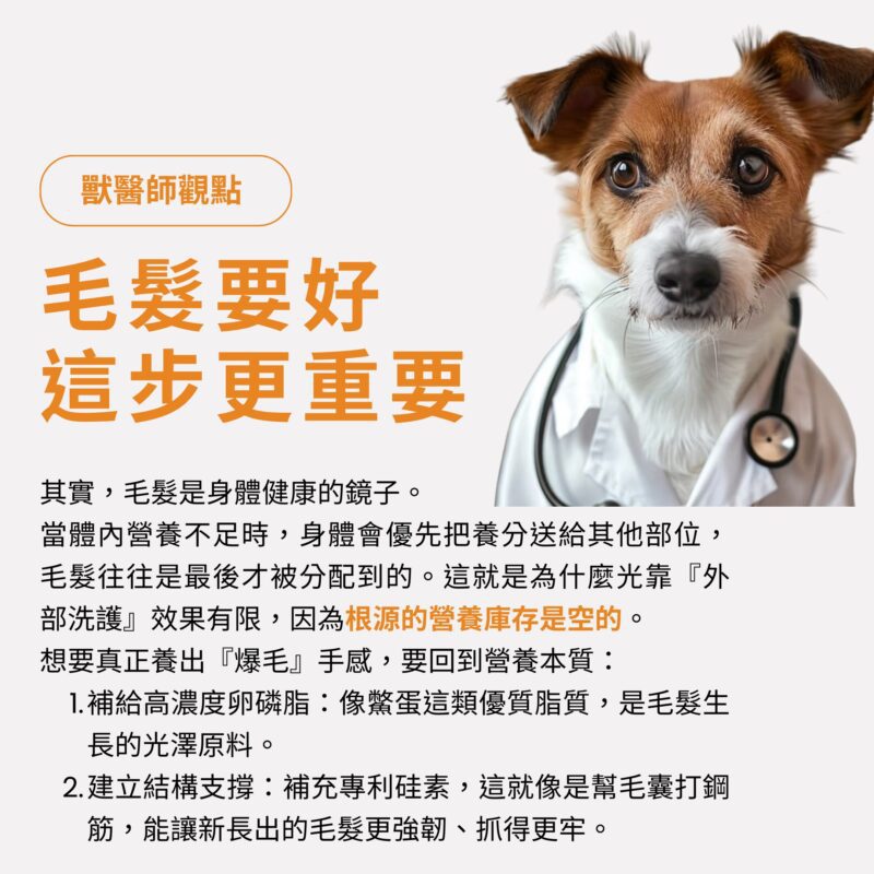 獸醫師解析貓狗掉毛成因與皮毛保健原理示意圖