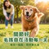 關節好毛孩自在活動每一天，熟齡狗狗散步生活情境照