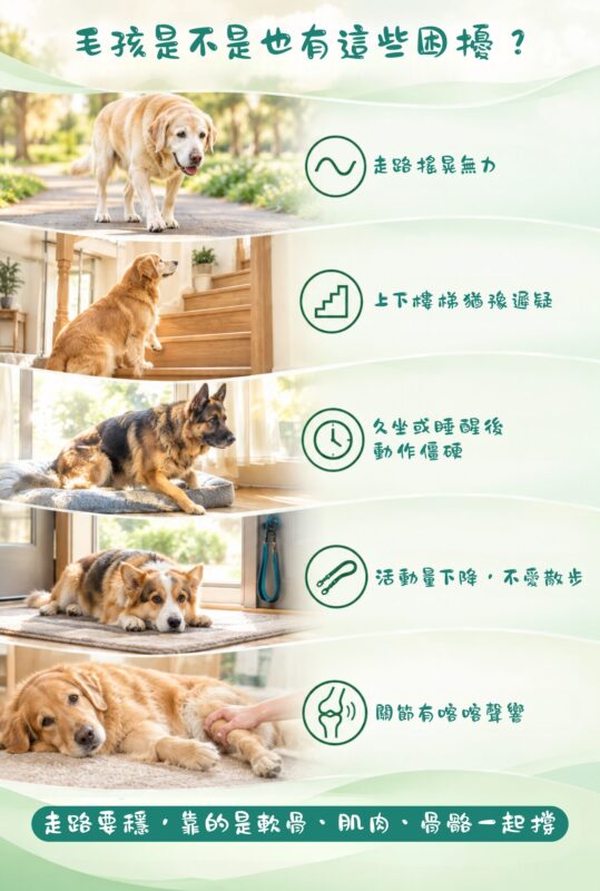 犬貓常見關節困擾，走路搖晃無力、上下樓梯猶豫遲疑、久坐或睡醒後動作僵硬、活動量下降不愛散步、關節有喀喀聲響