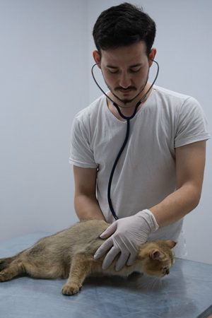 獸醫用聽診器檢查貓咪，展現定期健康檢查對排除代謝疾病的重要性