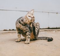 虎斑貓坐在戶外抓頭,展現貓咪皮膚搔癢的常見行為