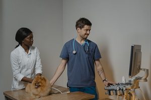 獸醫為狗狗進行超音波檢查，展現誤食後專業醫療追蹤的重要性