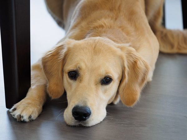 狗狗關節退化怎麼辦-封面-拉布拉多犬趴臥在地板上