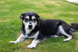 年邁的混種犬在草地上休息，後腳無力常伴隨活動量下降