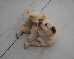 毛茸茸的小狗趴在地上啃咬腳掌，展現皮膚搔癢不適的常見行為