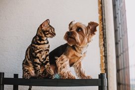 狗狗與貓咪窩在一起，展現犬貓皮膚健康都需要留意的共同議題