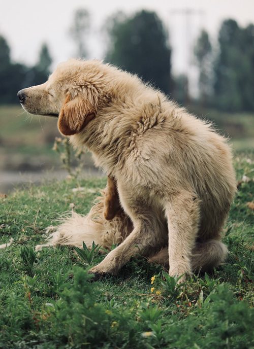 毛茸茸的黃金獵犬在草地上抓癢，展現狗狗皮膚過敏的常見情境
