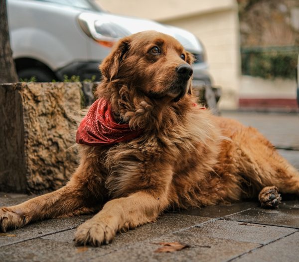 狗狗關節炎會自己好嗎-黃金獵犬安靜趴在地上休息