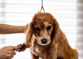 飼主為狗狗梳毛時發現大量白色皮屑掉落，說明皮膚乾燥的常見警訊