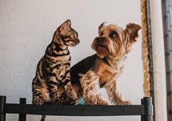 孟加拉貓與約克夏犬並肩坐在窗邊，展現犬貓都需要留意的口腔保健議題