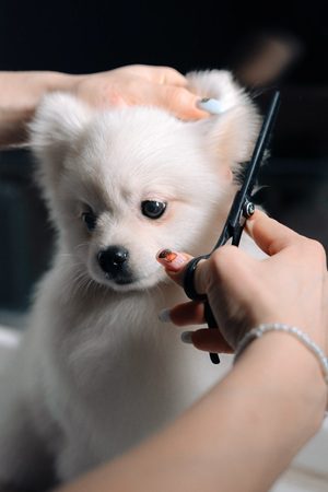 潔白幼犬理毛後展現柔順健康的毛髮，呈現完整皮毛保養的成效