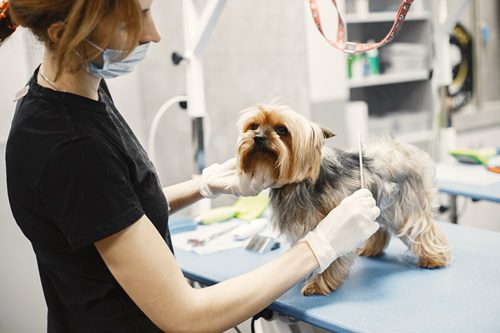 獸醫用梳子為狗狗梳理毛髮，展現日常處理掉毛的照護方式