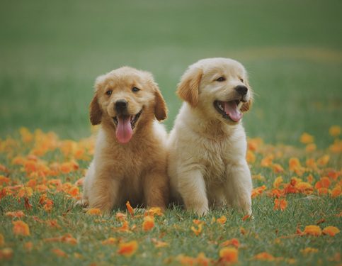 多隻不同品種的狗狗並排坐在一起,展現新手飼主挑選犬種前的比較情境