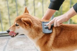 飼主為狗狗梳毛，搭配皮毛保健品，改善換毛季掉毛問題