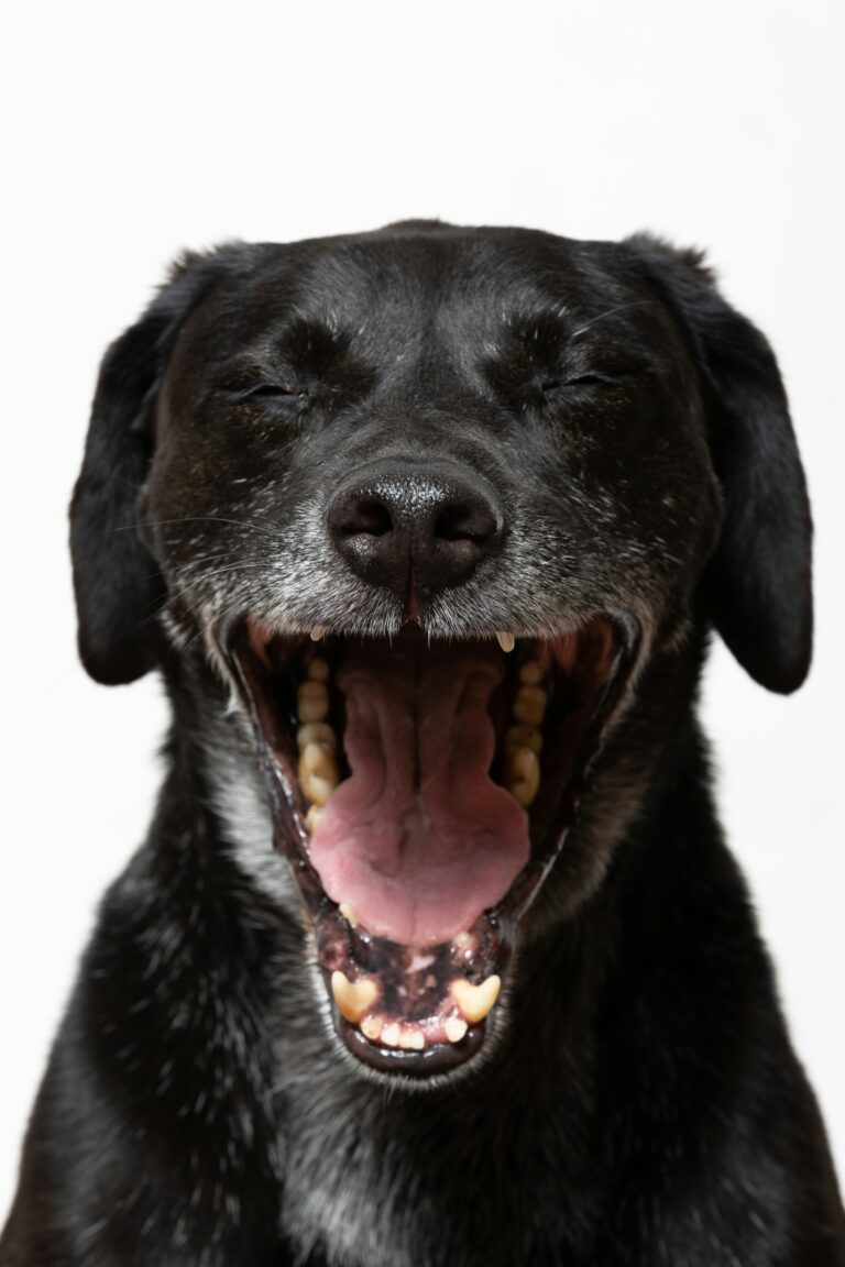狗狗張嘴露出牙齒，飼主檢查口腔健康狀況，了解口臭原因