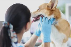 獸醫師為狗狗檢查牙齒與口腔健康，評估牙結石與牙周病狀況