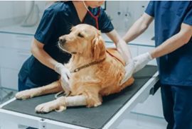 狗狗關節保養-獸醫師為老年犬進行關節觸診檢查