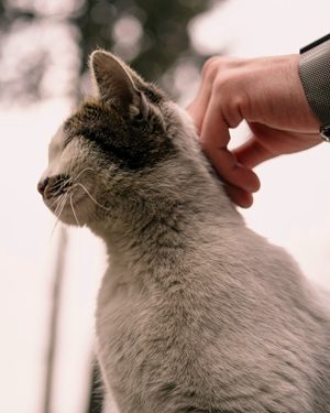 貓咪拉肚子怎麼辦-飼主輕撫貓咪