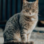 貓咪軟便益生菌-封面-虎斑貓專注觀察環境
