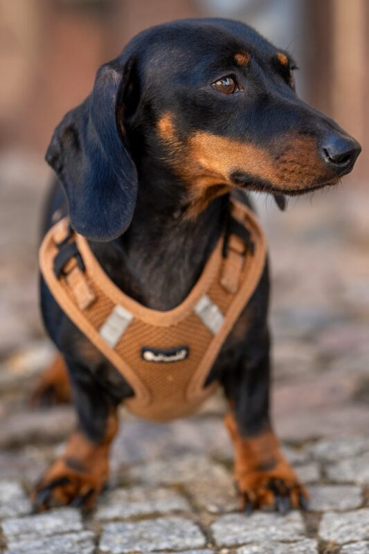 臘腸狗幼犬在戶外自信活動，展現健康的脊椎與良好體態
