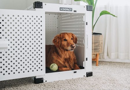 黃金獵犬在舒適的居家環境中休息，展現飼主日常留意狗狗健康狀況的情境