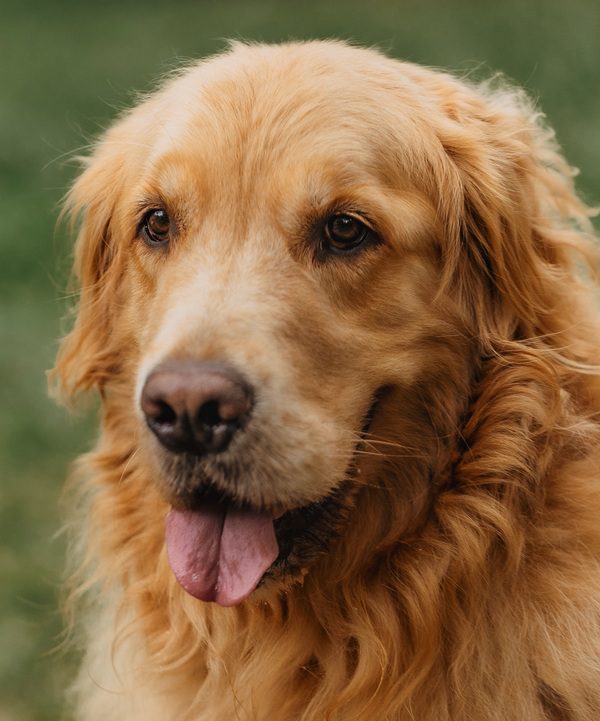狗狗貓咪k12口腔益生菌-封面-黃金獵犬開心吐舌特寫